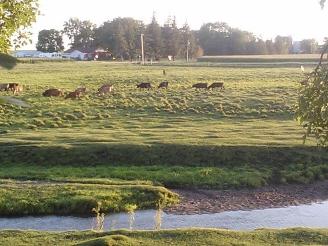 Cozy Meadows, Farm On Wheels — pasture-raised beef in Kenyon, MN