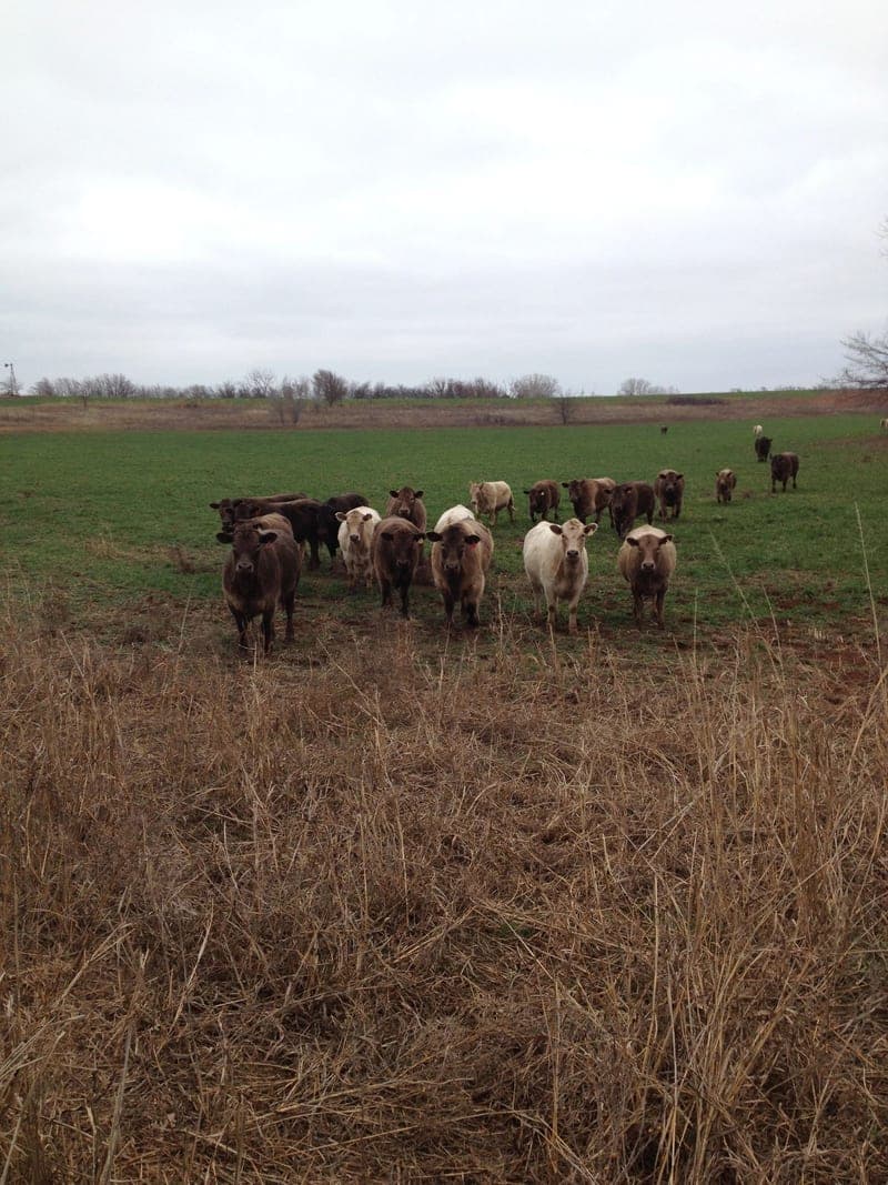 Crispin Grass-Fed Beef — pasture-raised beef in Thomas, OK