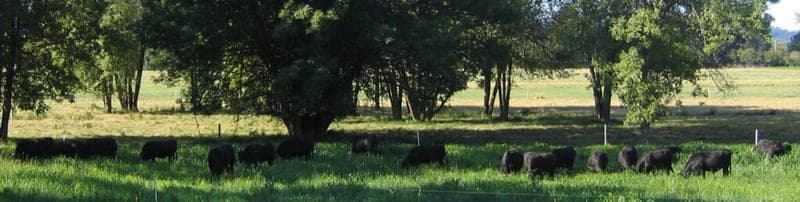 Crooked Gate Ranch, LLC — pasture-raised beef in Monroe, OR