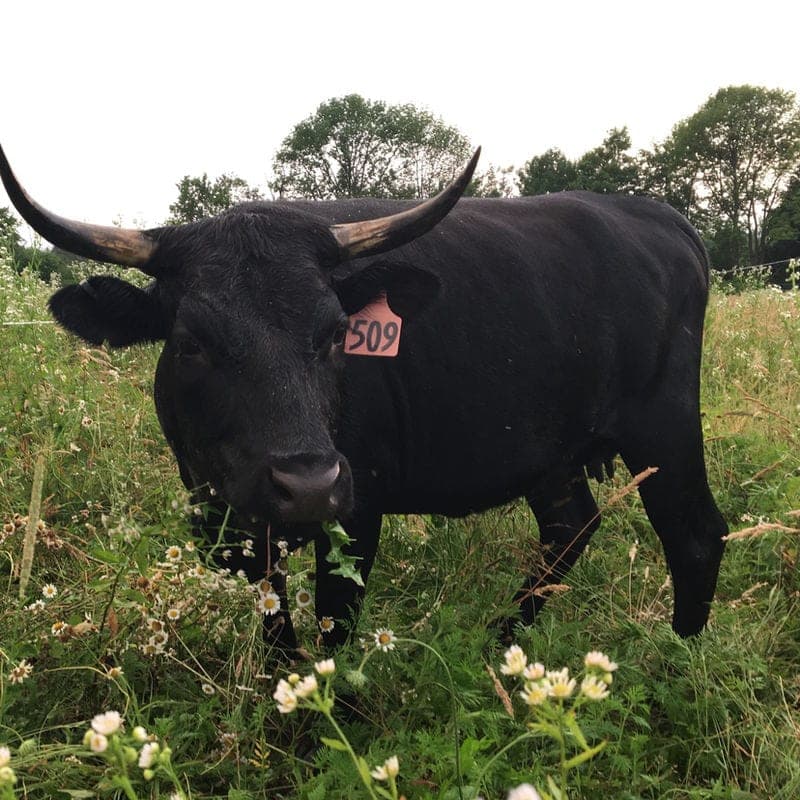 Deer Run Acres — pasture-raised beef in Edinboro, PA