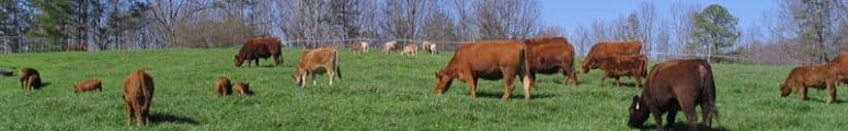 Dennis Farms — pasture-raised beef in Ranburne, AL