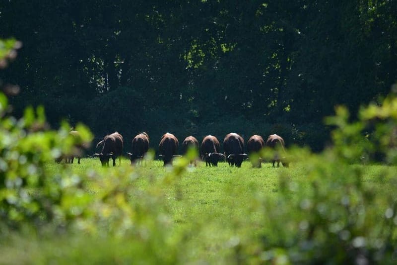 Devon Point Farm — pasture-raised beef in RI