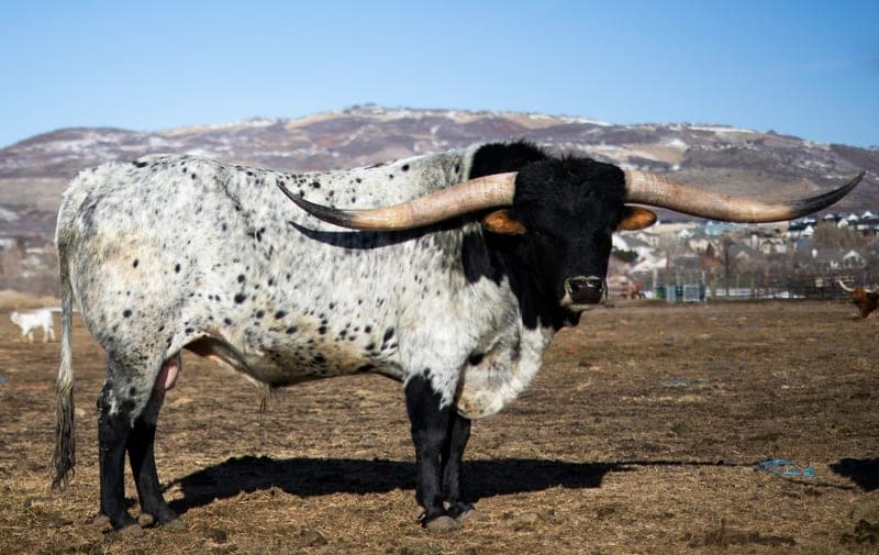 Dirty Spur Cattle Company — pasture-raised beef producer in Highland, Utah