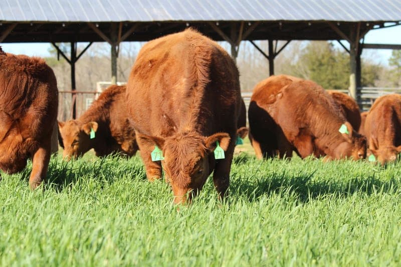 Double R Cattle Services, Inc — pasture-raised beef in Hillsborough, NC