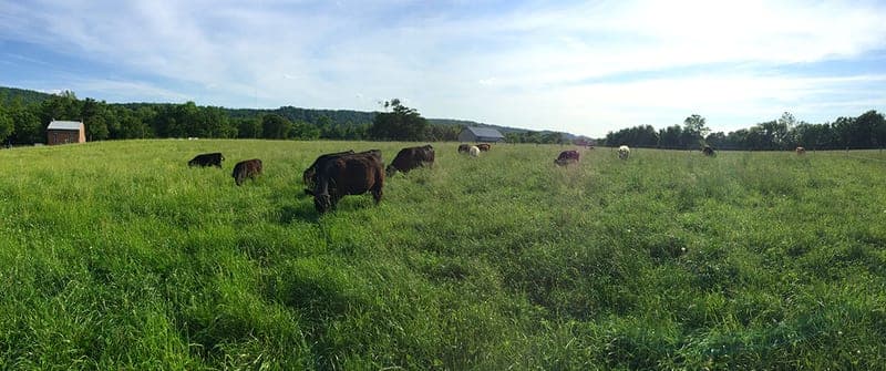 Drager Farms — pasture-raised beef in Marietta, PA