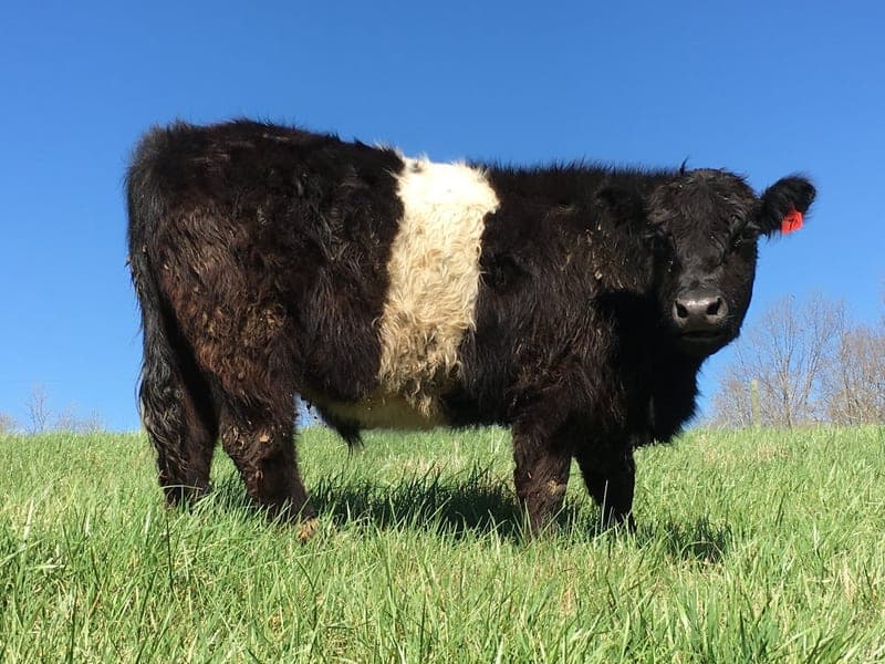 Dragonfly Farms — pasture-raised beef in Beaverdam, VA