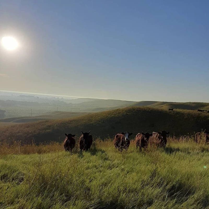 Dry Creek Farm & Ranch — pasture-raised beef in Caputa, SD