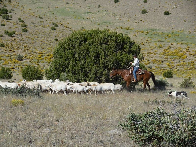 Dunhill Ranch — pasture-raised beef in Magdalena, NM