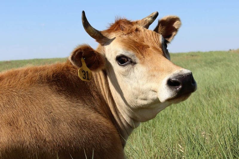 Ebert Farms — pasture-raised beef in Byers, CO