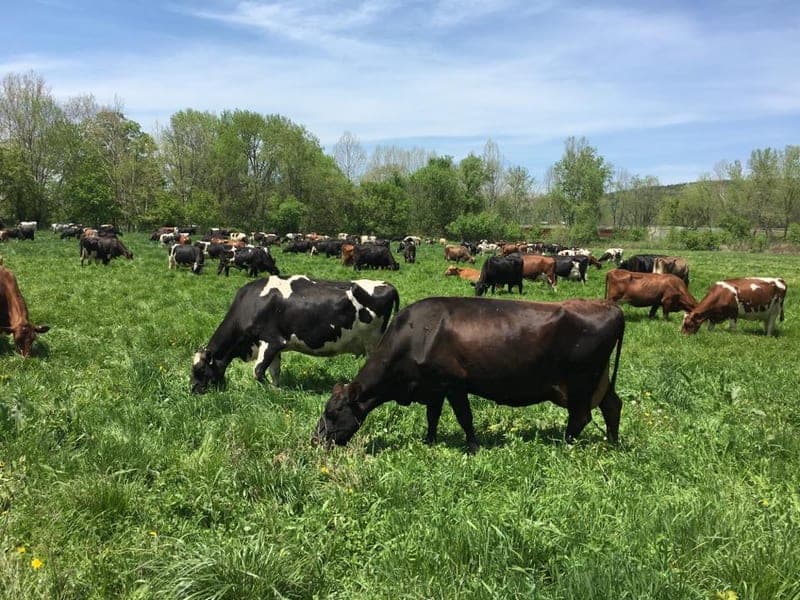 Engelbert Farms — pasture-raised beef in Nichols, NY