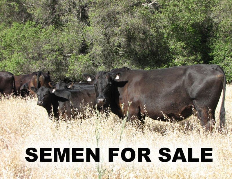 Fair Oaks Ranch — pasture-raised beef in Paso Robles, CA