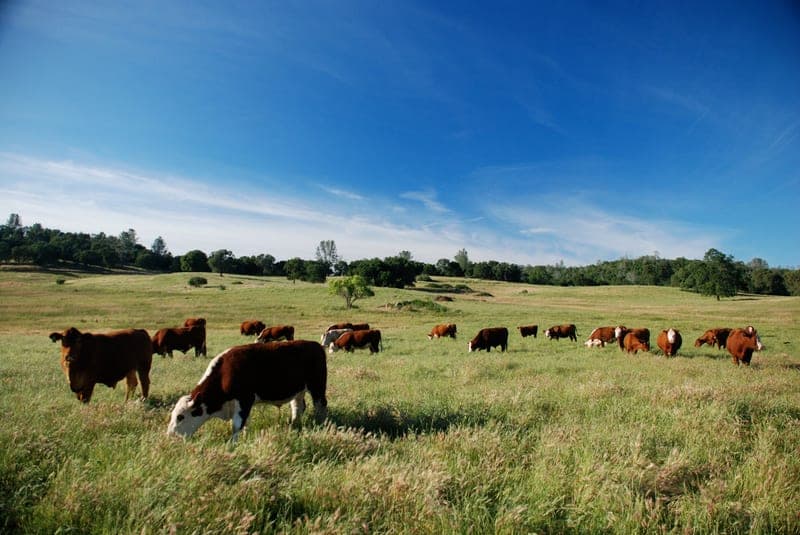 Family Friendly Farms — pasture-raised beef in Grass Valley, CA