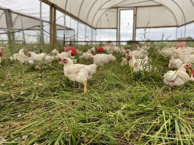 Farrar Family Farm, LLC — pasture-raised beef in Adrian, MO