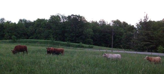 Fassnacht Family Farms — pasture-raised beef in Delphi, IN