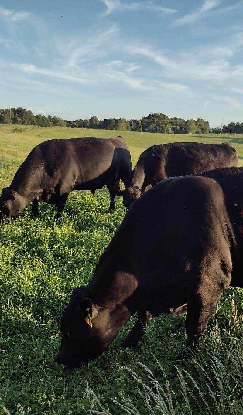 Firefly Fields Farm — pasture-raised beef in Liberty, KY