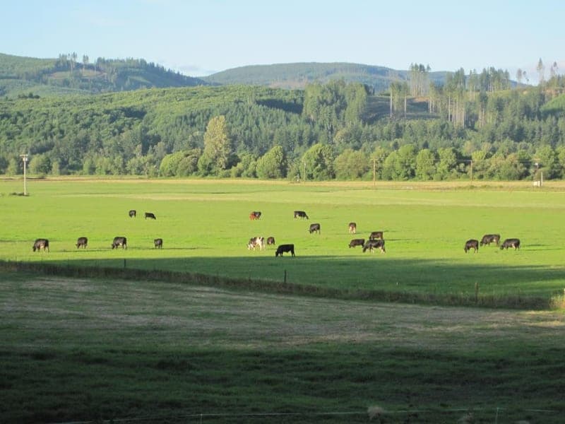 Five Star Farm Beef — pasture-raised beef in Oakville, WA