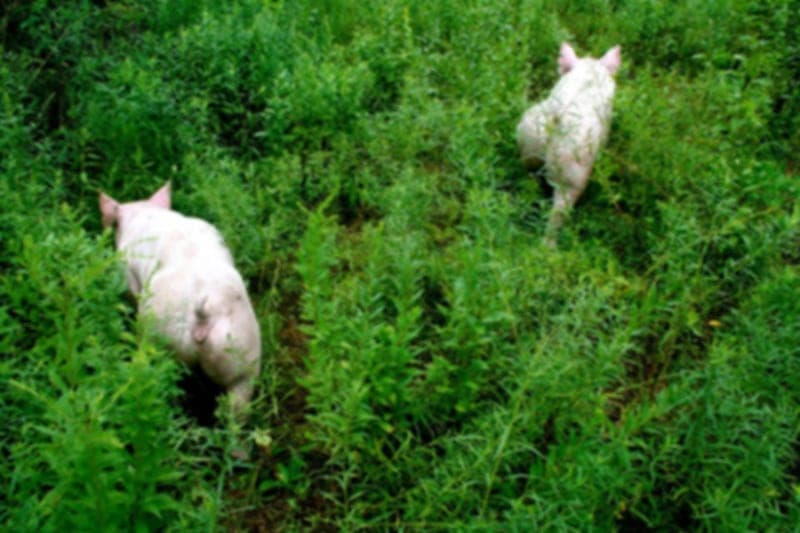 Forks Farm — pasture-raised beef in Orangeville, PA