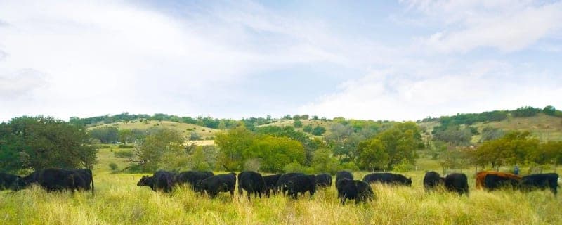 Fredericksburg Grassfed BEEF Ranch — pasture-raised beef in Fredericksburg, TX