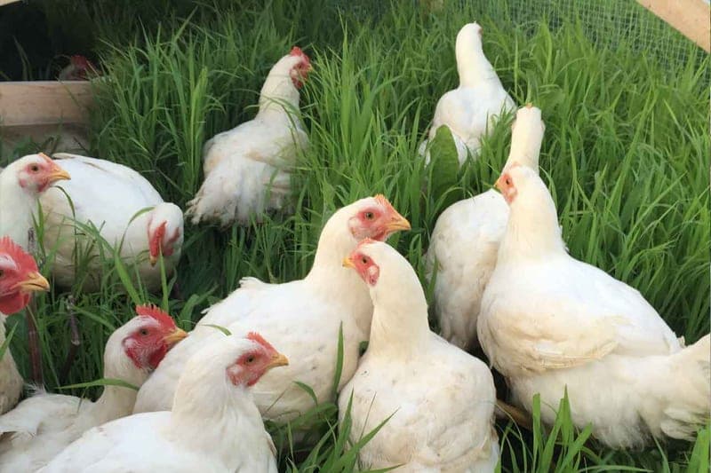 Freedom Valley Farm — pasture-raised beef in White Hall, MD