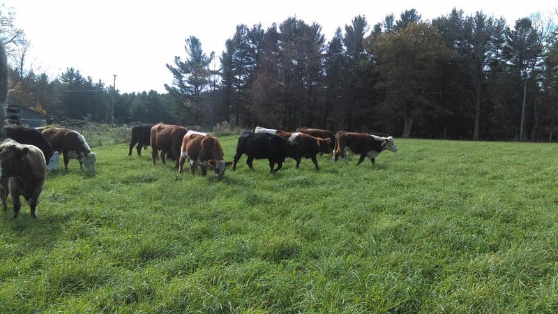 Freeman Farm — pasture-raised beef in Heath, MA