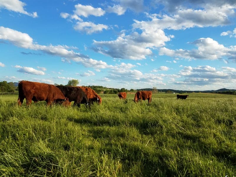 Good Plains Farm — pasture-raised beef in Timberville, VA