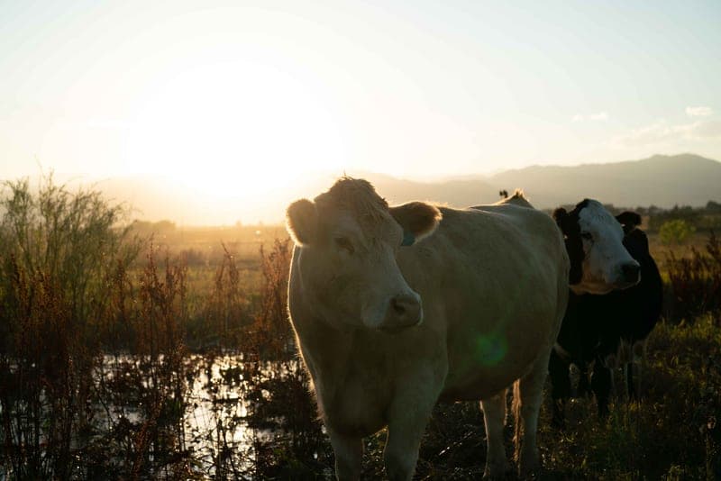 Grama Grass Livestock — pasture-raised beef in Longmont, CO