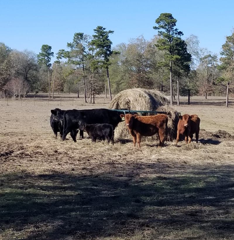 Grand G Ranch — pasture-raised beef in Livingston, TX