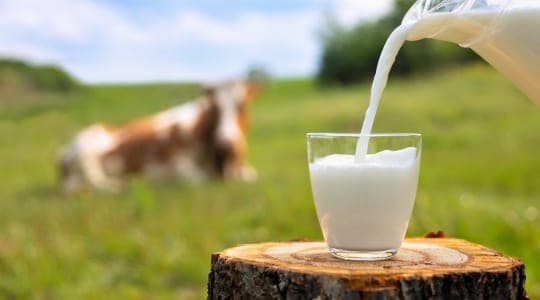 Grass Corp — pasture-raised beef in KY