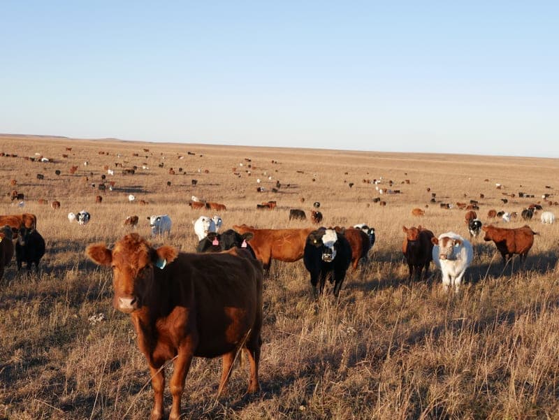 Graze The Praire — pasture-raised beef in Winfield, KS