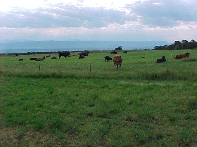 Green Place Ranch — pasture-raised beef in Olathe, CO