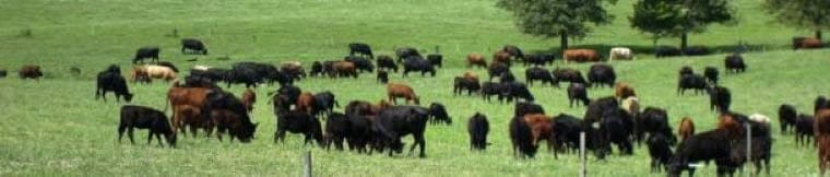 Greener Grass Farm — pasture-raised beef in Ethel, MO