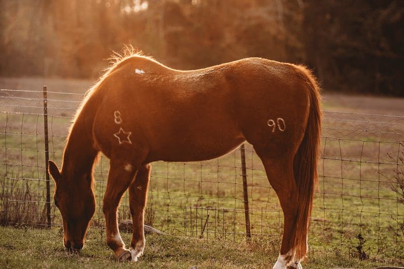 Greer Farm — pasture-raised beef in Daingerfield, TX