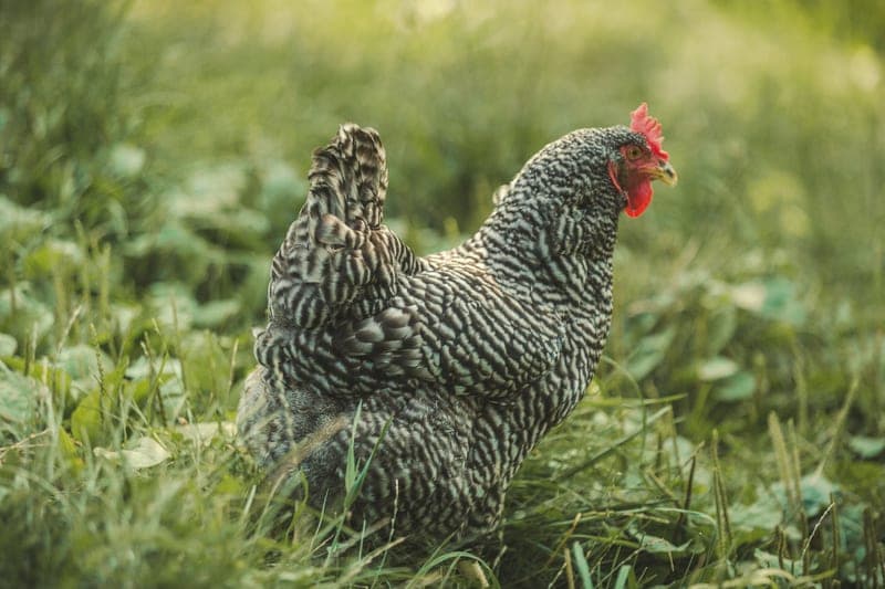Harmon Creek Farms — pasture-raised beef in Hartville, OH