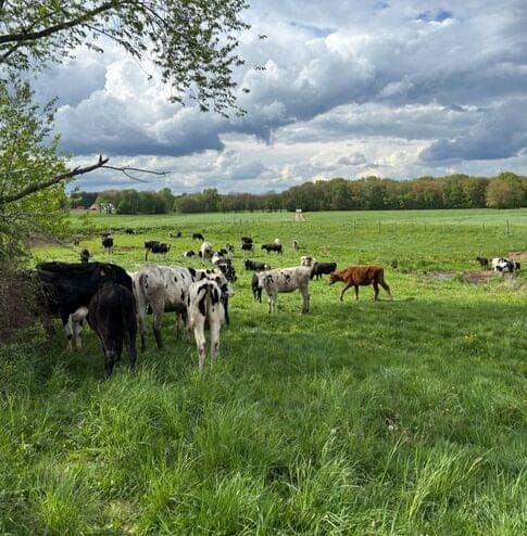 Hastings Farm — pasture-raised beef in Suffield, CT