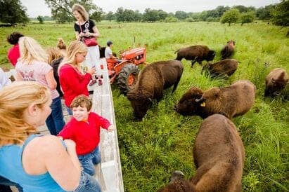 Hawkeye Buffalo & Cattle Ranch — pasture-raised beef in Fredericksburg, IA