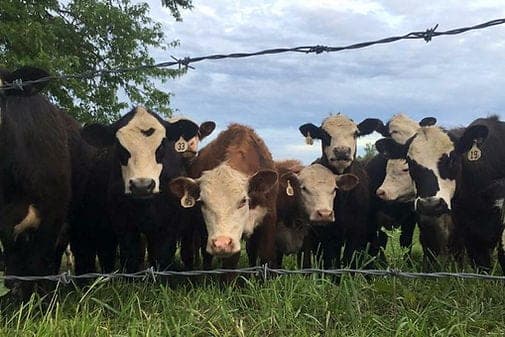 Heaven Sent Farms — pasture-raised beef in Avella, PA