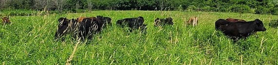 Hephzibah Farms — pasture-raised beef in IL