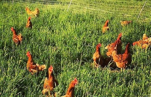 Herondale Farm — pasture-raised beef in Ancramdale, NY