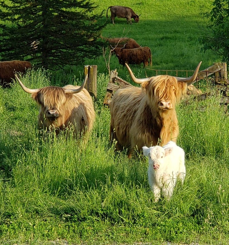 Highland View Farm — pasture-raised beef in Decorah, IA