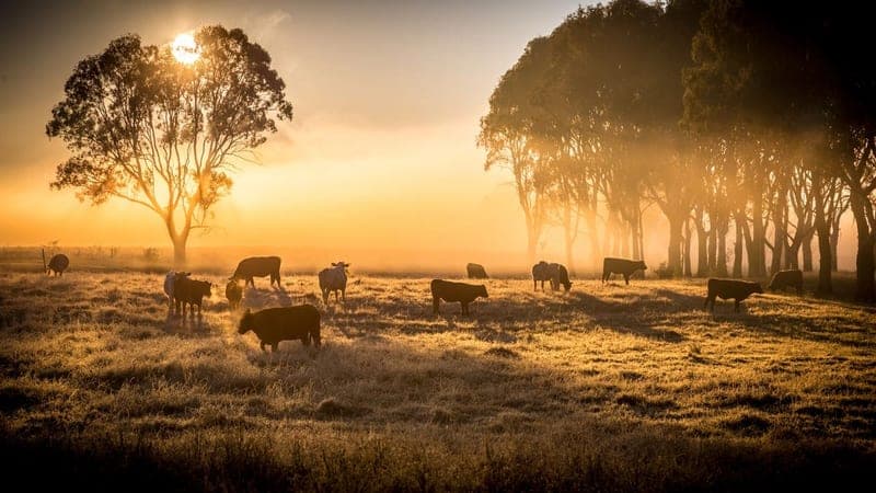 Hochstetler Meats — pasture-raised beef in Plain City, OH