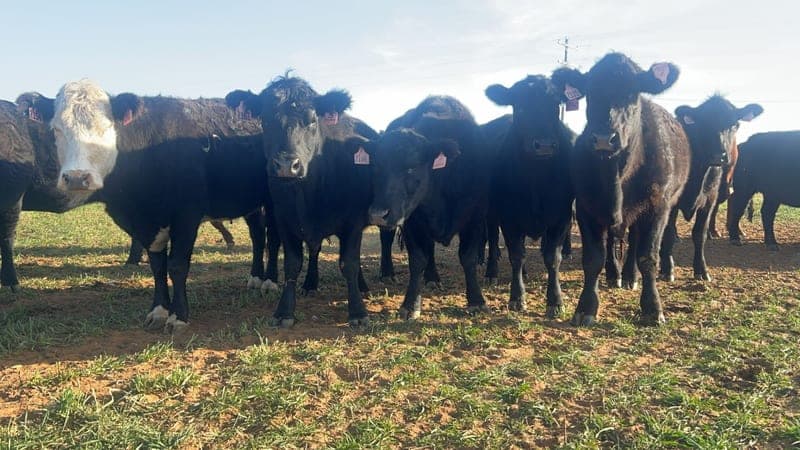 Holy Cow Beef — pasture-raised beef in Lubbock, TX