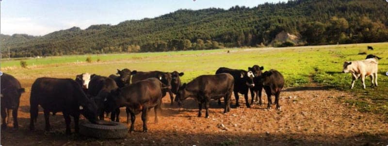 Humboldt Grassfed Beef — pasture-raised beef in Fortuna, CA