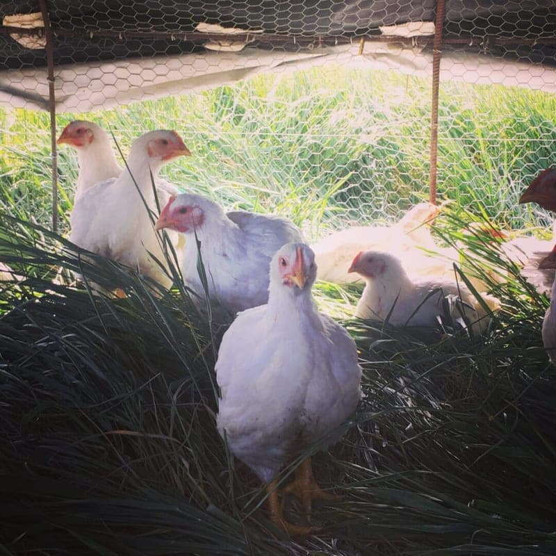 Indian Ridge Farm & Bakery — pasture-raised beef in Norwood, CO