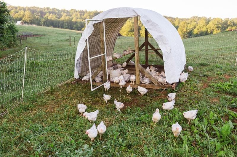 Intended Way Farm — pasture-raised beef in Pinnacle, NC
