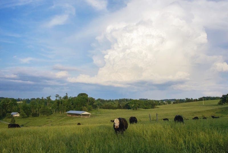 Johnsville Meadows Farm — pasture-raised beef in Woodsboro, MD