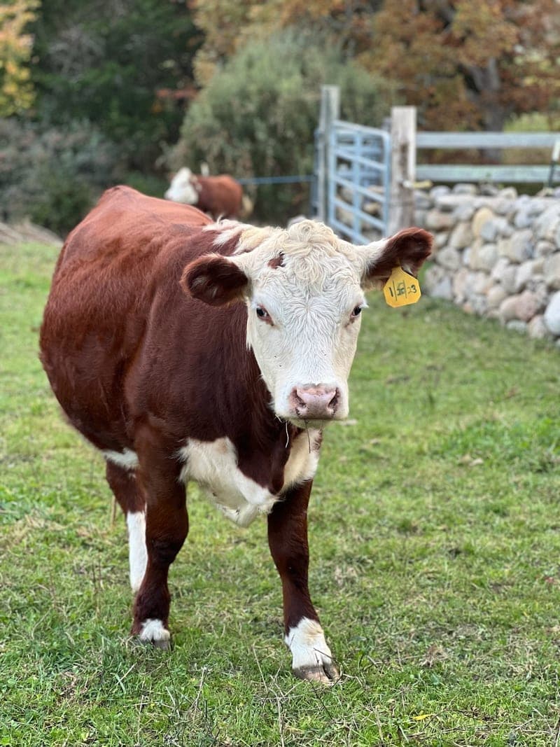 Jordan Farm — pasture-raised beef in S. Dartmouth, MA