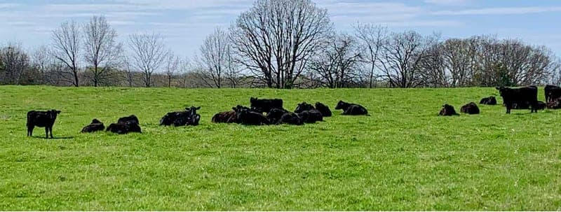 KC Grass Fed Beef — pasture-raised beef in Lawson, MO