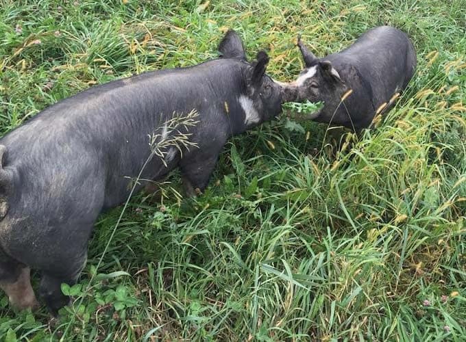 Kinnikinnick Farm — pasture-raised beef in WI