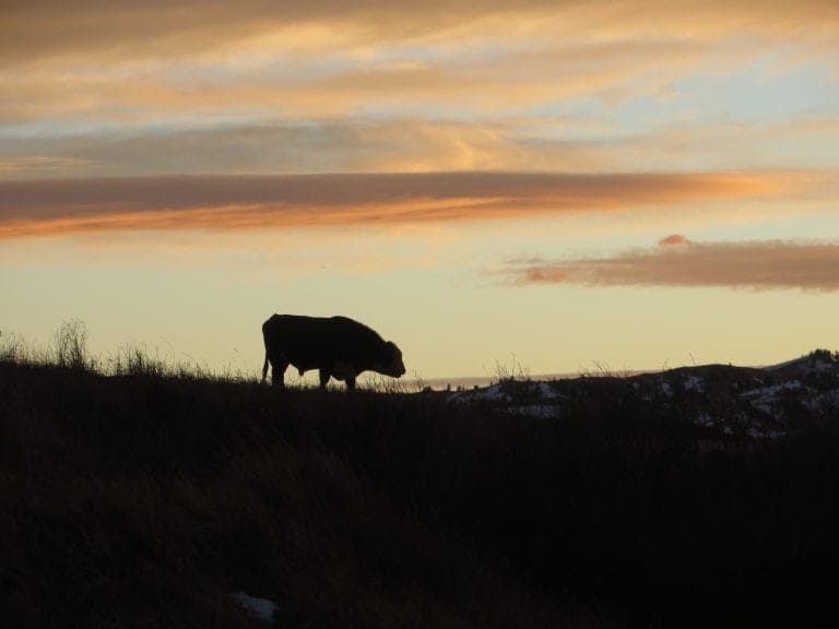 KM Montana Grassfed Beef — pasture-raised beef in Kalispell, MT