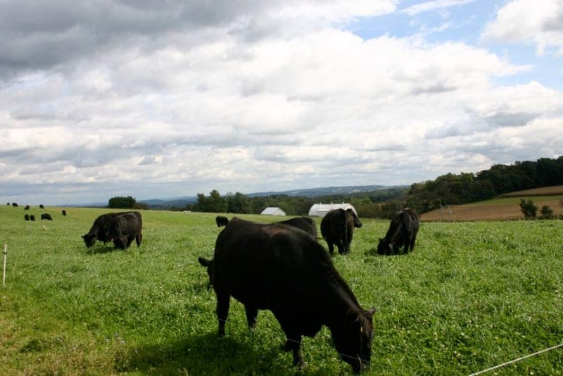 Kookaburra Farm — pasture-raised beef in Brogue, PA